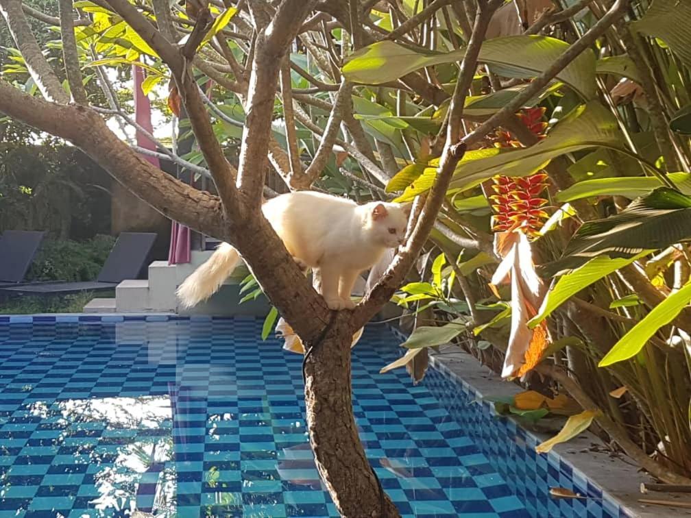 Rosseno Villa Yogyakarta Extérieur photo